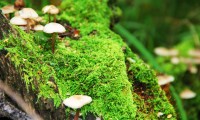 世界体操单项赛赛后科研成果入选课程教材，世界体操联赛